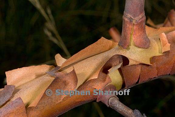 arbutus menziesii bark 1 graphic